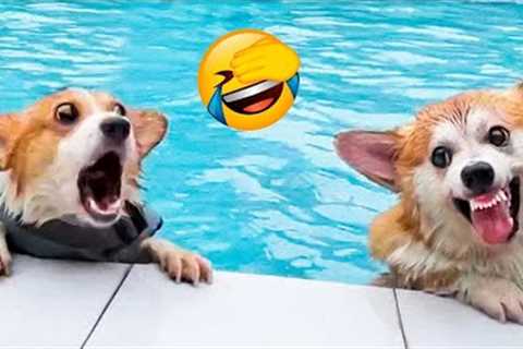 Funny Animal Videos 2022 😂 - Funniest Cats And Dogs Videos 😺😍 #25