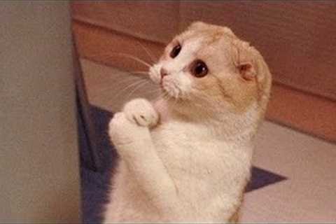 Funniest Cats And Dogs Videos 😺😍#89