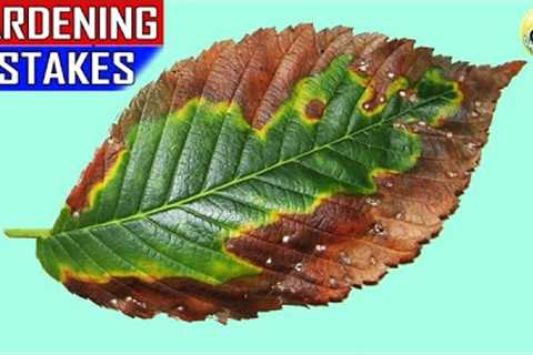 15 MAJOR GARDENING MISTAKES | Gardening Tips for Beginners
