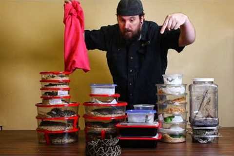 HUGE VENOMOUS REPTILE Unboxing (35 New Venomous)
