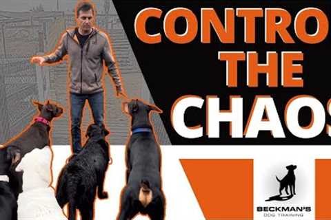 Controlling Chaos - It can fix your dog!