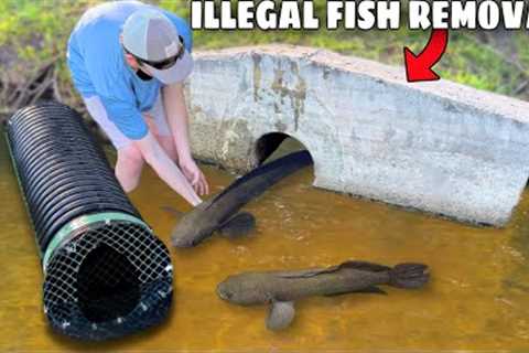 ILLEGAL Fish Found INVADING my BACKYARD POND!