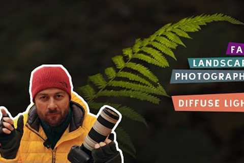 Fall Photography in Diffuse Light - Forest Landscape Photography Settings and Tips