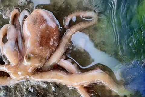 Fisherman catches octopus and shellfish on the beach. Coastal foraging. Catching seafood.