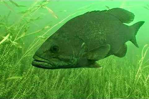 How Weather Influences Fish Behavior and Location