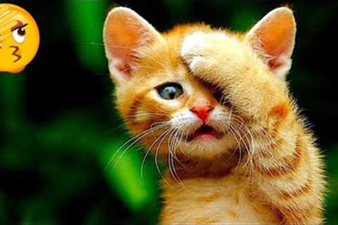 Funniest Cats And Dogs Videos 😺😍#91
