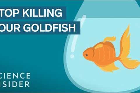 How To Keep Your Goldfish Alive For 15 Years