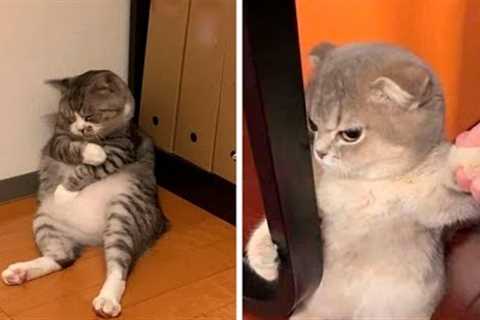 BEST FUNNY CATS VIDEO 2022😂| Best Of The FUNNIEST Cats Videos 😂