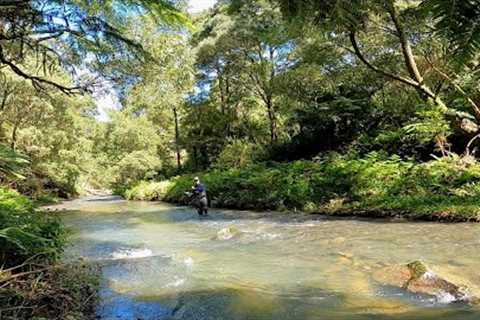 Catching Brown Trout on an Amazing River!