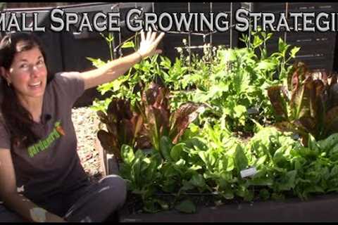 Small Space Gardening Strategies