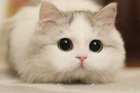 BEST FUNNY CATS COMPILATION 2022😂| Best Of The FUNNIEST Cats Videos 😂