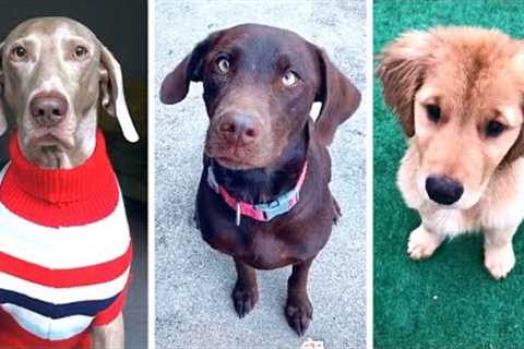 Best DOGGO Videos Ever!! 🐶 (Compilation of Funny DOGS) 🐶