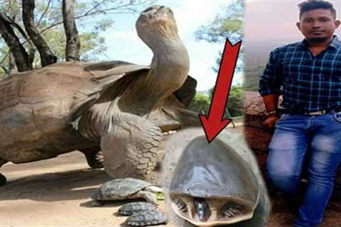 76 Year Old Galapagos Tortoise 🐢 Most Popular Tortoise 2022 #tortoise #smrtripuravlog #galapagar