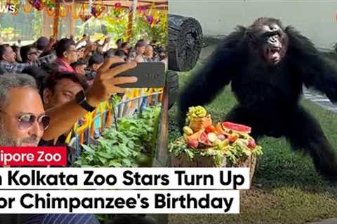 In Kolkata's Alipore Zoo Celebrities Turn Up to Celebrate 34th Birthday Of Chimpanzee