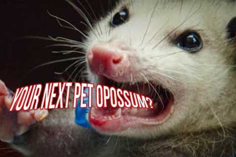 Can an Opossum Be Your Next Exotic Pet? | Opossum Exotic Pet