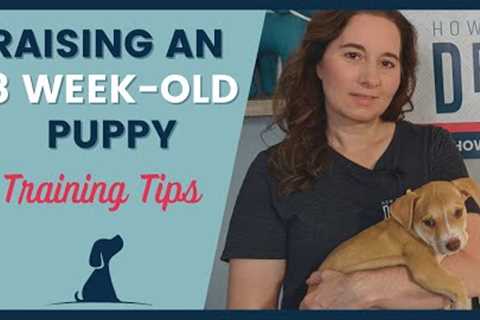 8 Week Old Puppy Training Tips