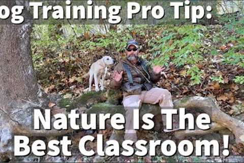 Dog Training Pro Tip | Nature Is The Best Classroom