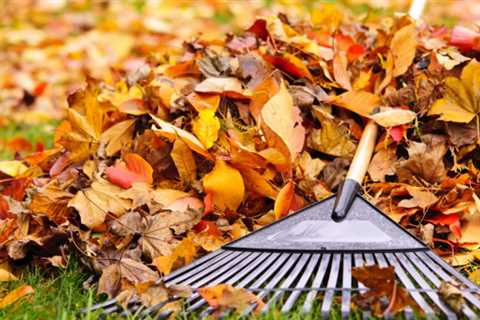 Good News! Experts Say It’s Better Not To Rake Your Yard This Fall—Here’s Why