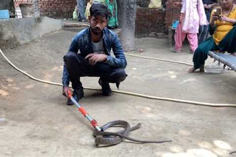 Red snake rescue sarpmitra mohd ajeem #snake #animal #snakelover
