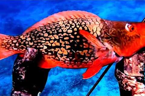 Parrot Fish Cooking on HOT ROCKS!! Delicious Seafood Spear Catch and Cook #fish #fishing