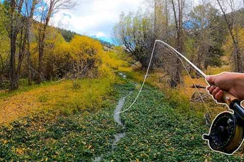 Fly Fishing an INCREDIBLE Tiny Creek For BIG Trout!!!