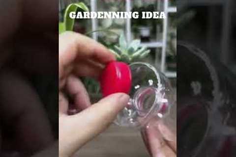 Empty bottles can grow plant like this😆🌴🌱🌿😇/gardening ideas 😇…@Sunil Marchant