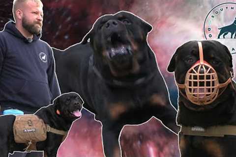 No Trainer Has Been Able To Handle This Rottweiler