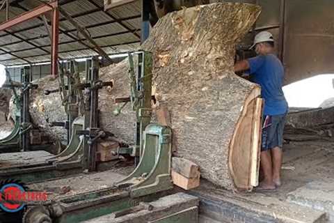 Dangerous Biggest Wood Cutting - Hundreds Years Old Tree