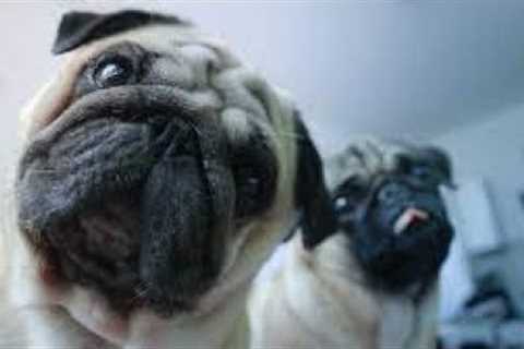 The Best Dog Videos Funny DOG Videos 2023 😂 Cutes Puppies Shorts