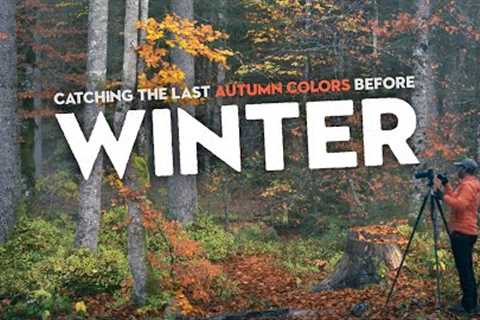 Catching The Last Autumn Colors Before Winter | Woodland Photography