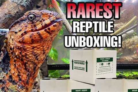 Unboxing RAREST Lizards in the World! (Shinisaurus crocodilurus)