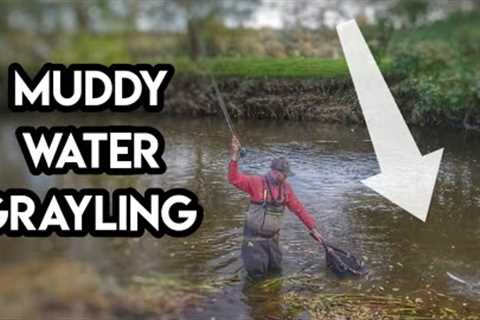 Grayling Fly Fishing In Coloured River Water