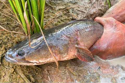 Snakehead Fish Hole Catching-My Village Countryside Fishing Technique-Catch n Cook#1