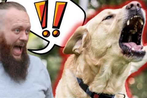 Dog Training Mistakes With A Reactive Dog