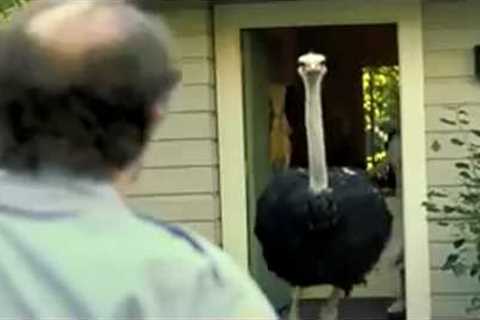 Get A Dog ! | Exotic Pets PEDIGREE Super Bowl Ad | COMEDY | 2009