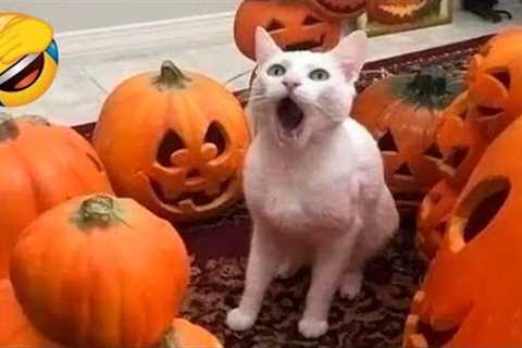 Funny Animal Videos 2022 😂 - Funniest Cats And Dogs Videos 😺😍 #26