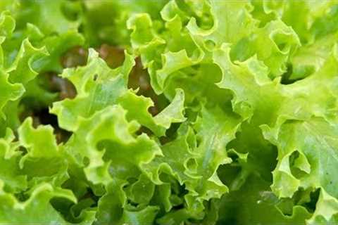 How to grow lettuce in pots at home||Explore your hobbies!!!