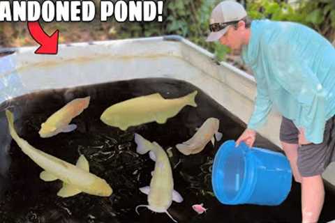 Abandoned Fish FOUND Living in BLACK MUD POND!
