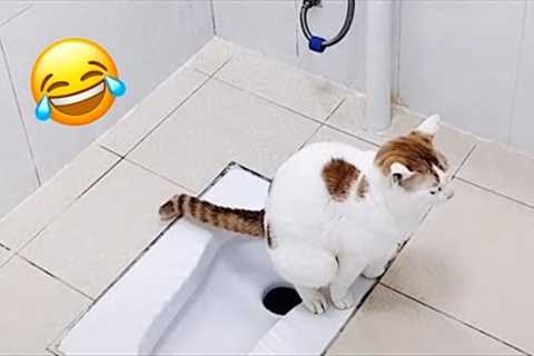 Funny Animal Videos 2022 😂 - Funniest Cats And Dogs Video 😺😍 The funniest animals fails..