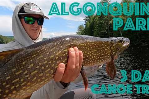3-Day Algonquin Park Canoe Camping and Fishing Trip - Catch and Cook - How to Filet a Pike!