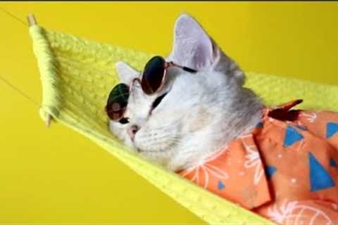 Cat Videos | Cute And Funny Cat Videos | Kittens Videos #shorts #cat #kittens