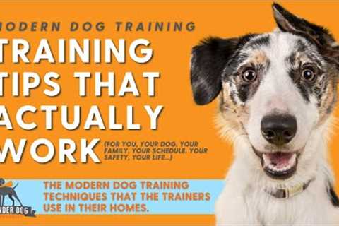 Modern Dog Training: Training Tips That Actually Work