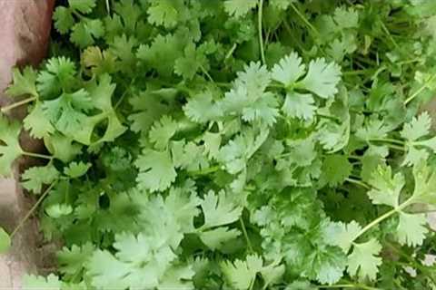 How to grow coriander/dhania at home in organic way