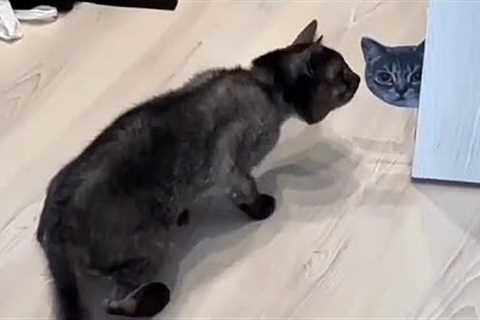Most watch funny animals video 😂 - funny cats and dogs 😹🐶 viral videos 2022