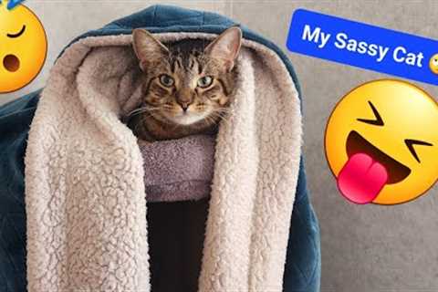 Cat getting Really Sassy with the Kittens ☹️ Big Cat is Enough of Kitten 😴 #cat #cutecat #sassy..