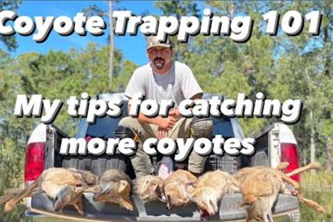 Coyote Trapping 101 How to Catch Coyotes!