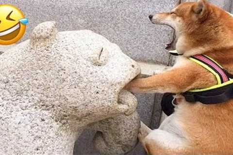 Funny Animals Videos - Funny Defeats Of Dogs And Cats - Pet Friends