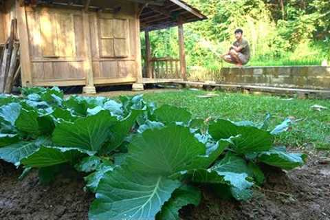 The cabbage plants are about to be harvested, Expand the farm, plant more onions | Ep.245