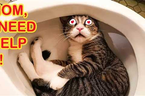 BEST OF THE FUNNIEST CATS COMPILATION 2022 CUTE FUNNY ANIMALS VIRAL CLIPS #unicornlovely