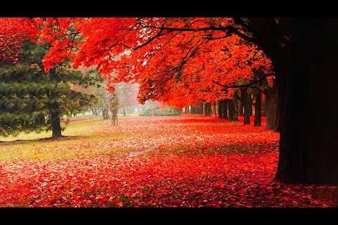 Relaxing Music With Beautiful Nature Videos 🍀 Reduce Stress, Anxiety &amp; Depression 🌿 Soul..